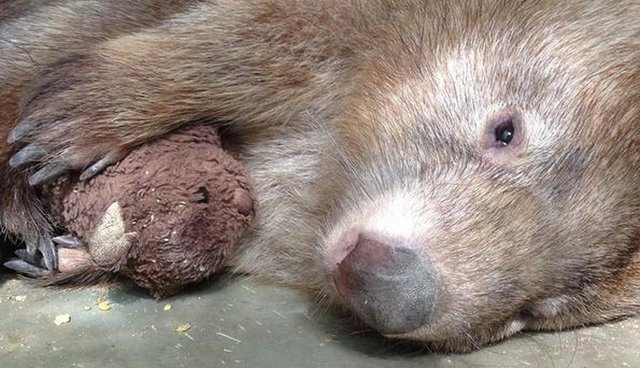 Depressed Wombat Finds Comfort In The Most Heartbreaking Way - The Dodo
