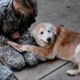 Elderly Dog And Soldier Mom Have The Sweetest Reunion