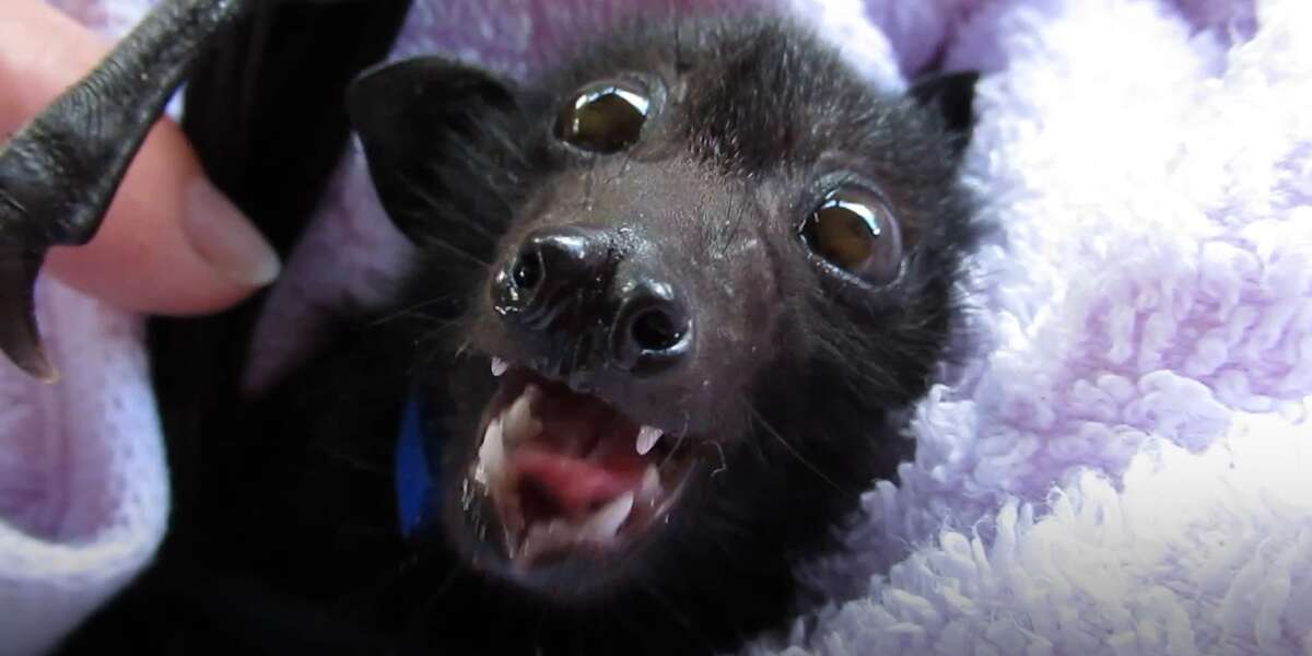 Baby Bat Shows Off His Tiny Teeth - The Dodo