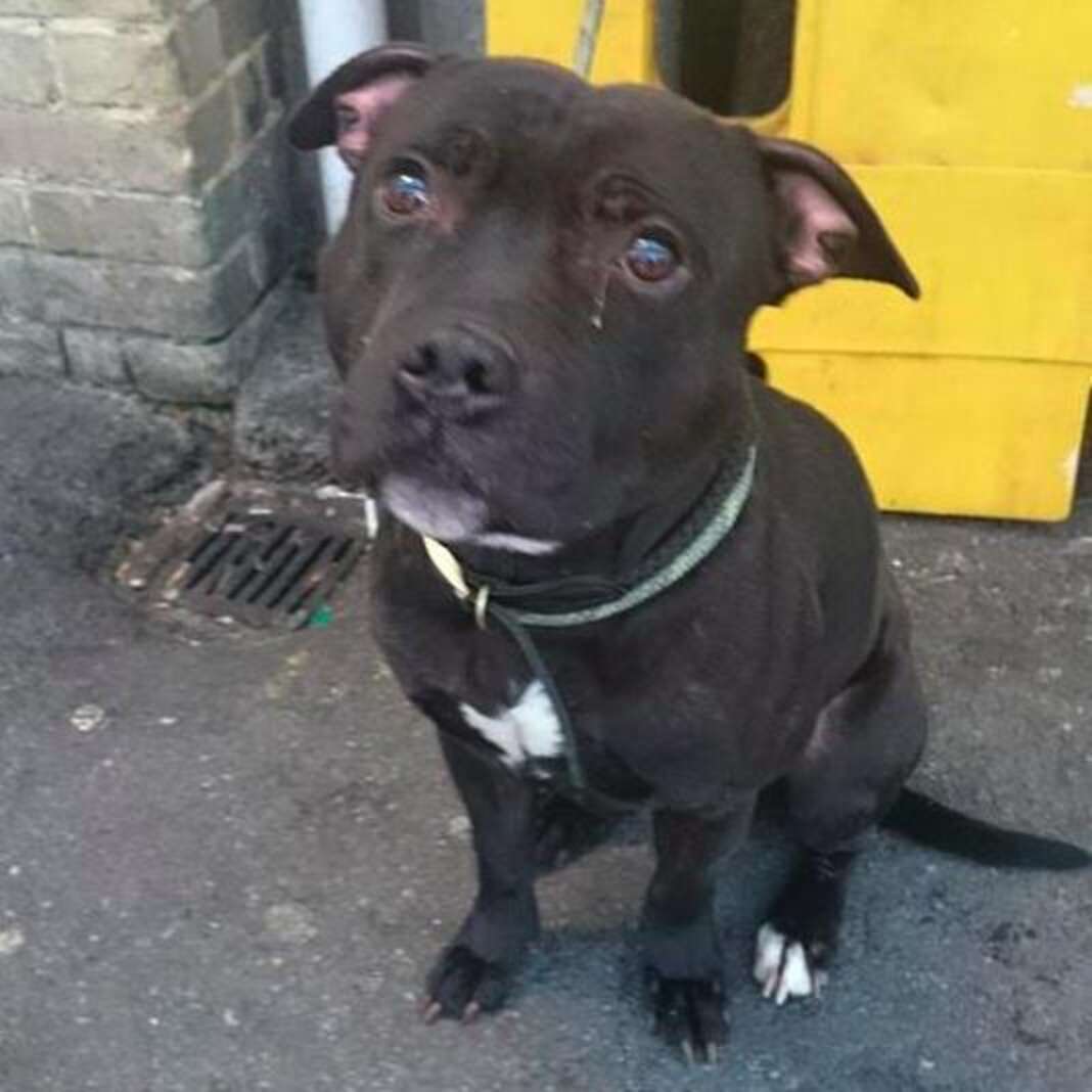 Dog Abandoned At Train Station Cries For Hours - The Dodo