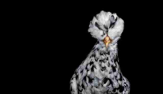 Story Behind The Shot Malaysias Magnificent Chickens The Dodo