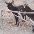 Donkey Knows Exactly How To Help His Friends Over This Fence