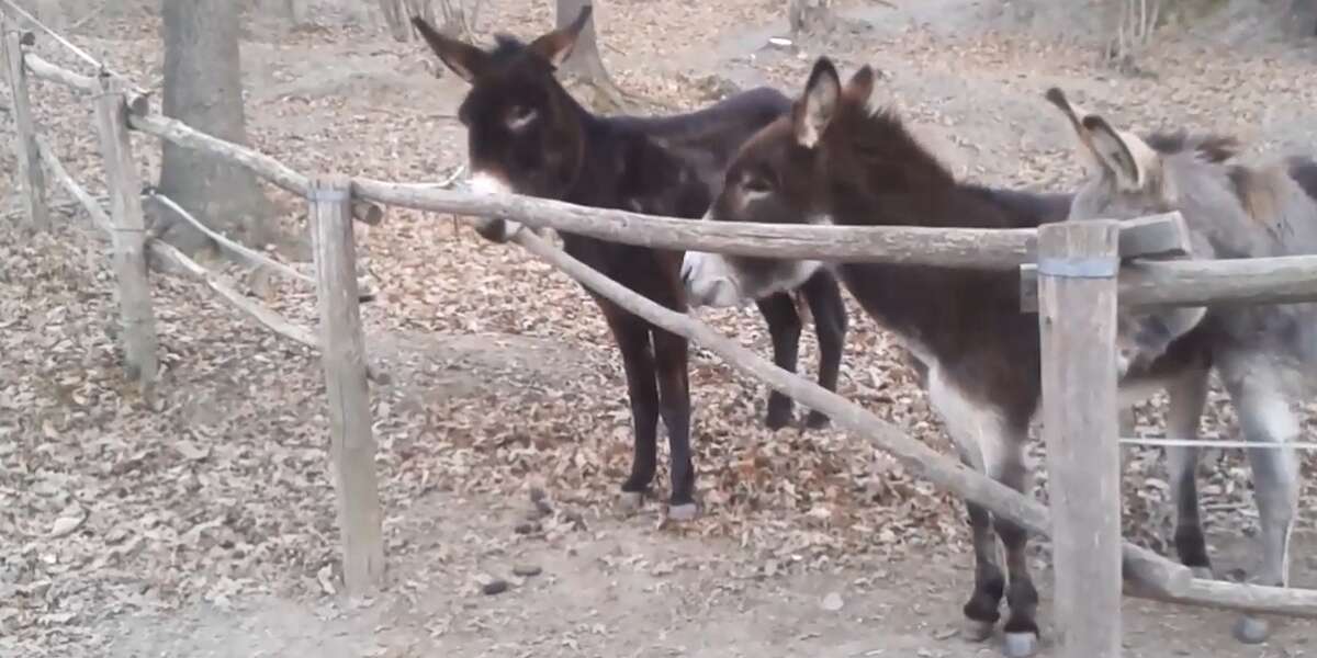 Donkey Knows Exactly How To Help His Friends Over This Fence The Dodo