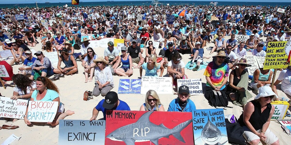 Thousands Protest Australia's “Mindless” Shark Cull - The Dodo