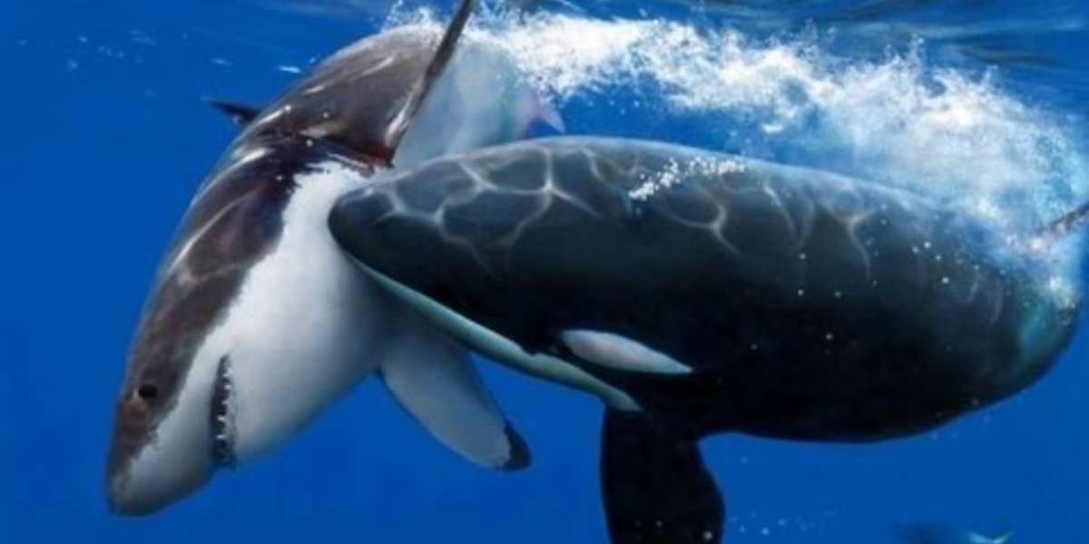 Shark Attacks , Killer Whale Vs Great White , Full documentary HD - The