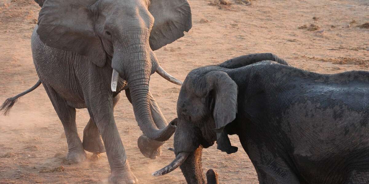 Crucial Hunting Ban Is Only First Step To Protecting Vulnerable ...