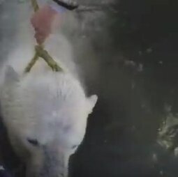 Exhausted Polar Bear Caught In Net Gets Help From Whale Hunters