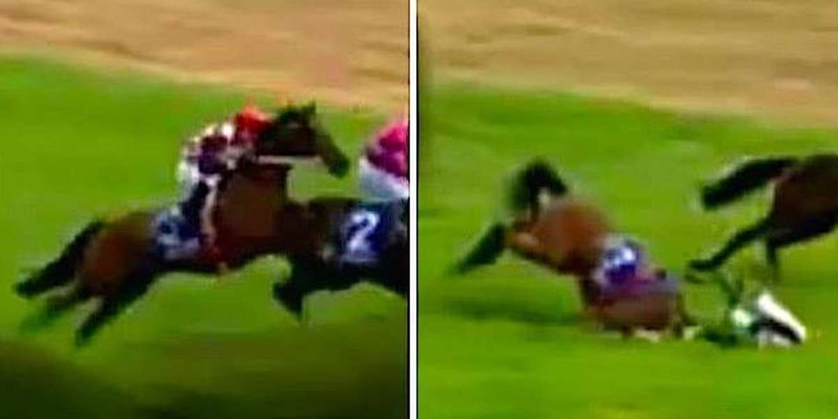 Racehorse Makes His Owners 620,000 Before Falling To His Death The Dodo