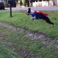 This Dog Is Basically Superman