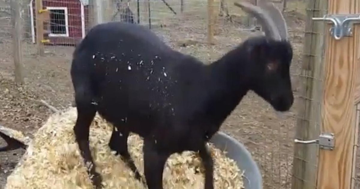 World s most annoying goat is completely adorable the dodo