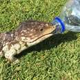 Thirsty Lizard Asks For A Drink Of Water
