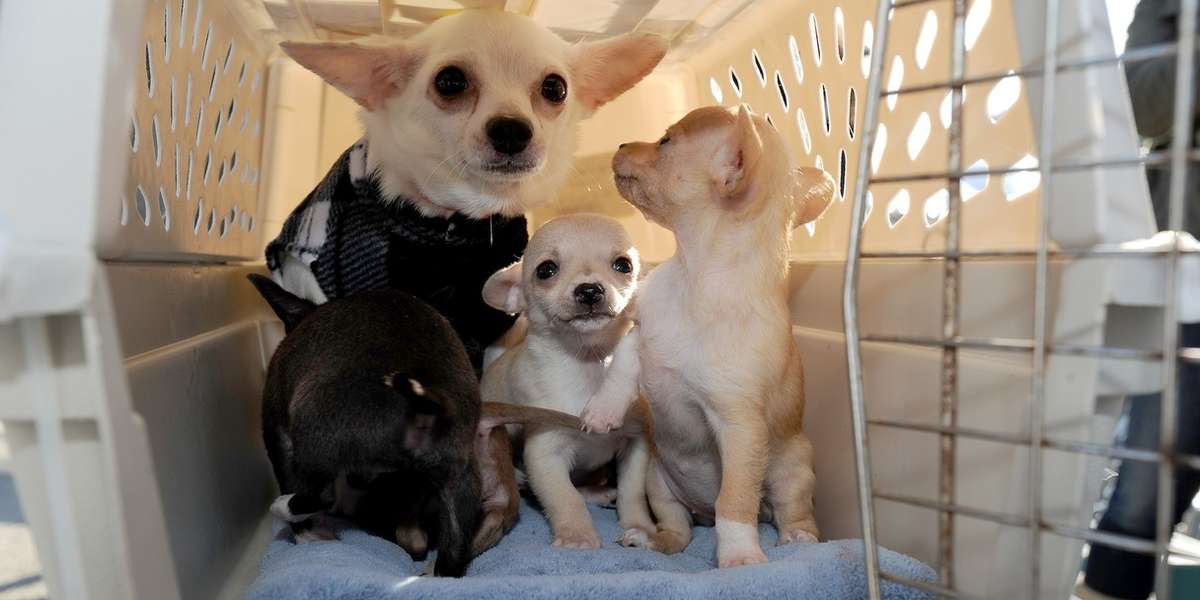 500 Dogs Airlifted To Safe Shelters And New Homes - The Dodo