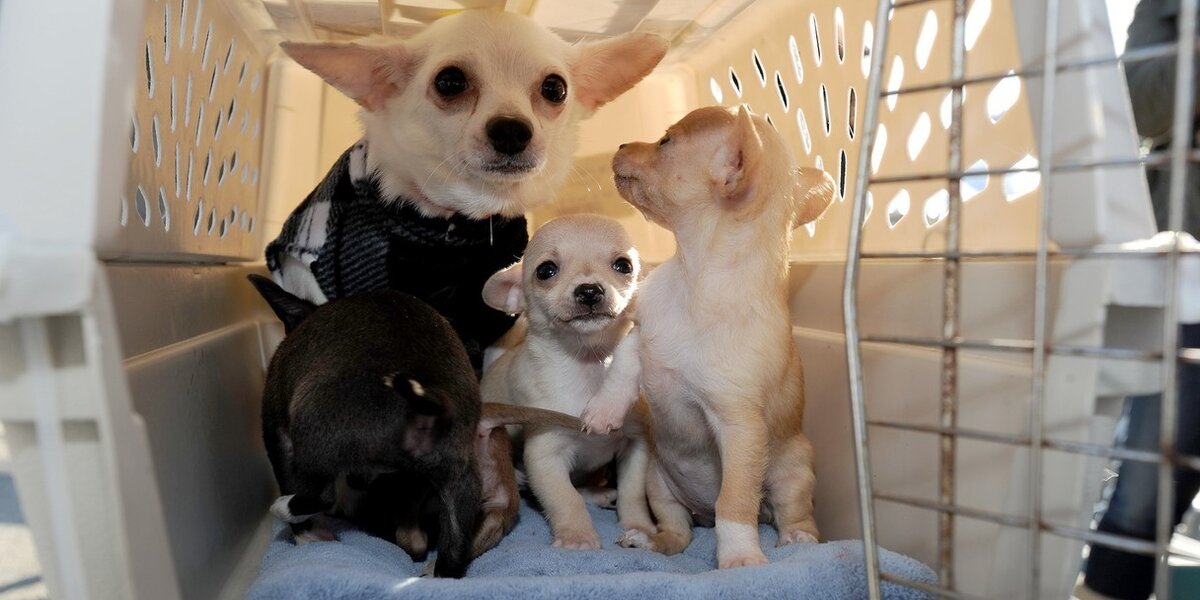 Dog Air Rescue 500 Dogs Airlifted To Safe Shelters And New Homes - The Dodo