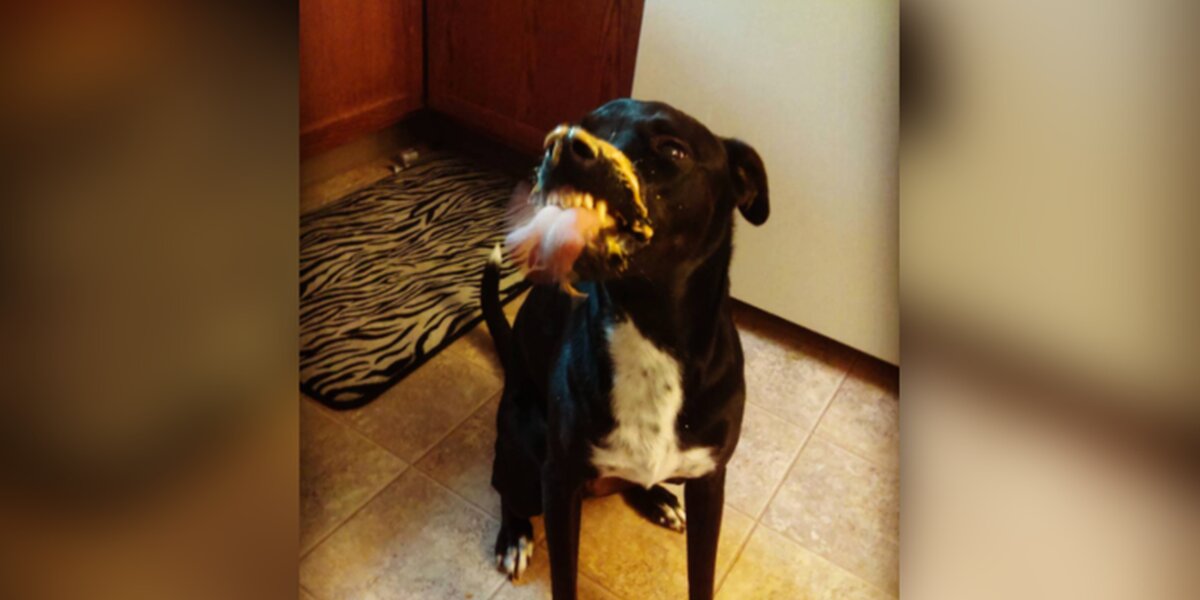 Peanut butter outlet and a dog