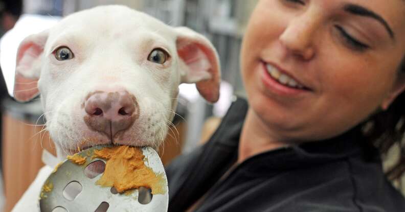 Peanut butter and a dog hotsell