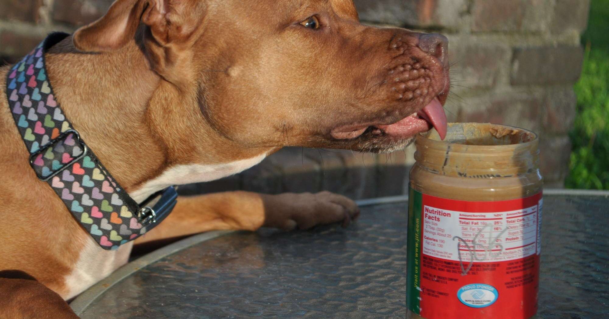 Dog licking peanut butter from a jar