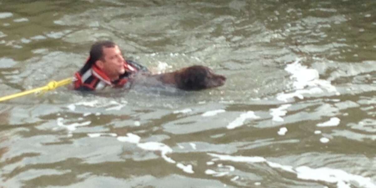 Man Leaps Into Rising Floodwaters To Save Drowning Dog The Dodo