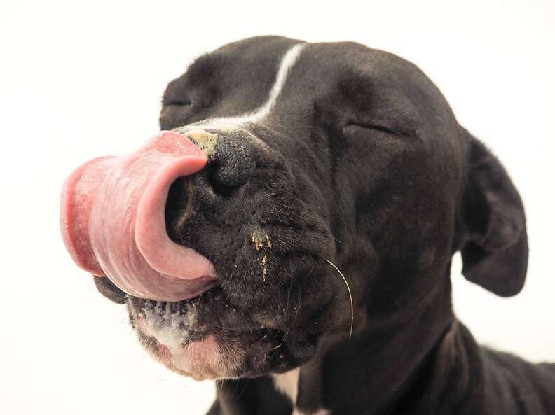 Dog licking peanut store butter off nose