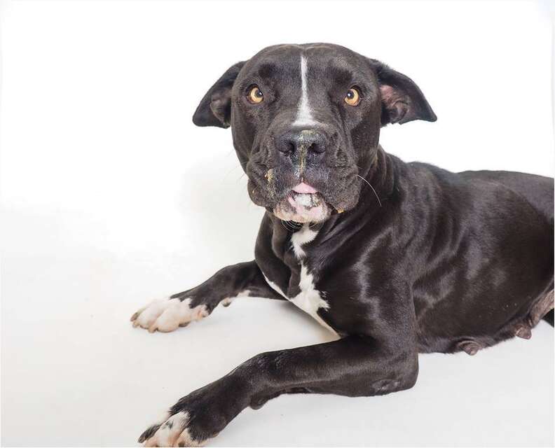 A dog who loves peanut butter