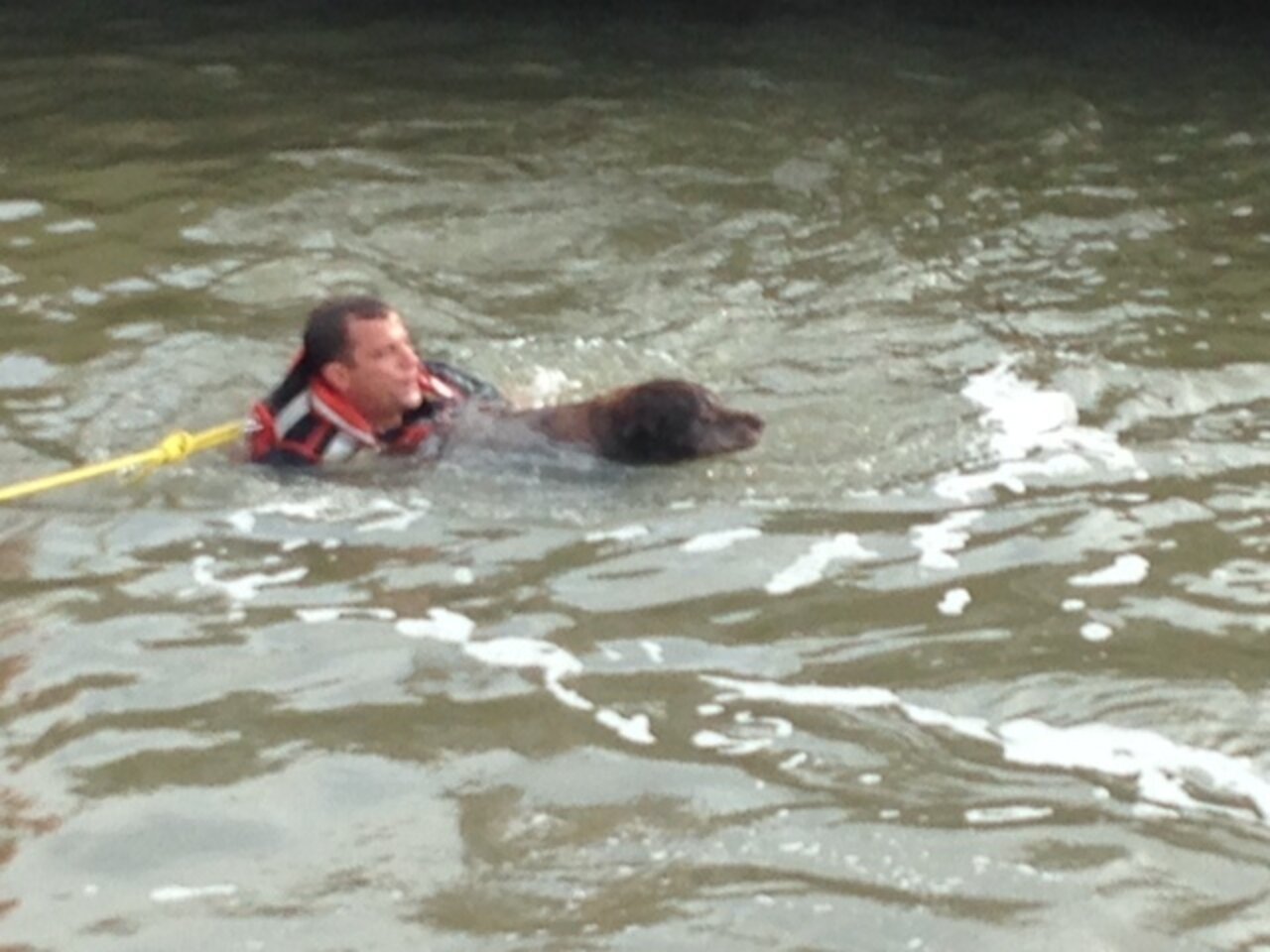 Man Leaps Into Rising Floodwaters To Save Drowning Dog - The Dodo