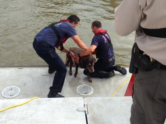 Man Leaps Into Rising Floodwaters To Save Drowning Dog - The Dodo