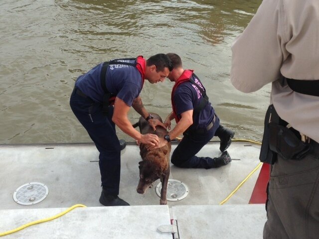 Man Leaps Into Rising Floodwaters To Save Drowning Dog - The Dodo