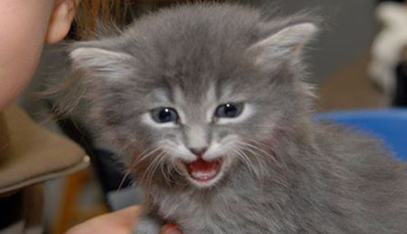 Kitten Showers Are The Best Things You've Never Heard Of The Dodo