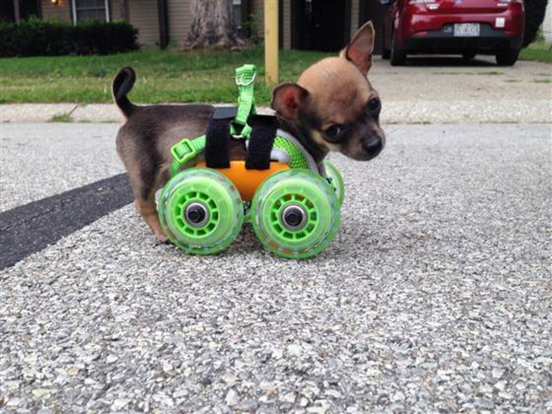 Turbo Roo, The Puppy Born With Two Legs, Meets The Stranger Who Changed