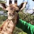 Giraffes Are Facing A 'Silent Extinction'
