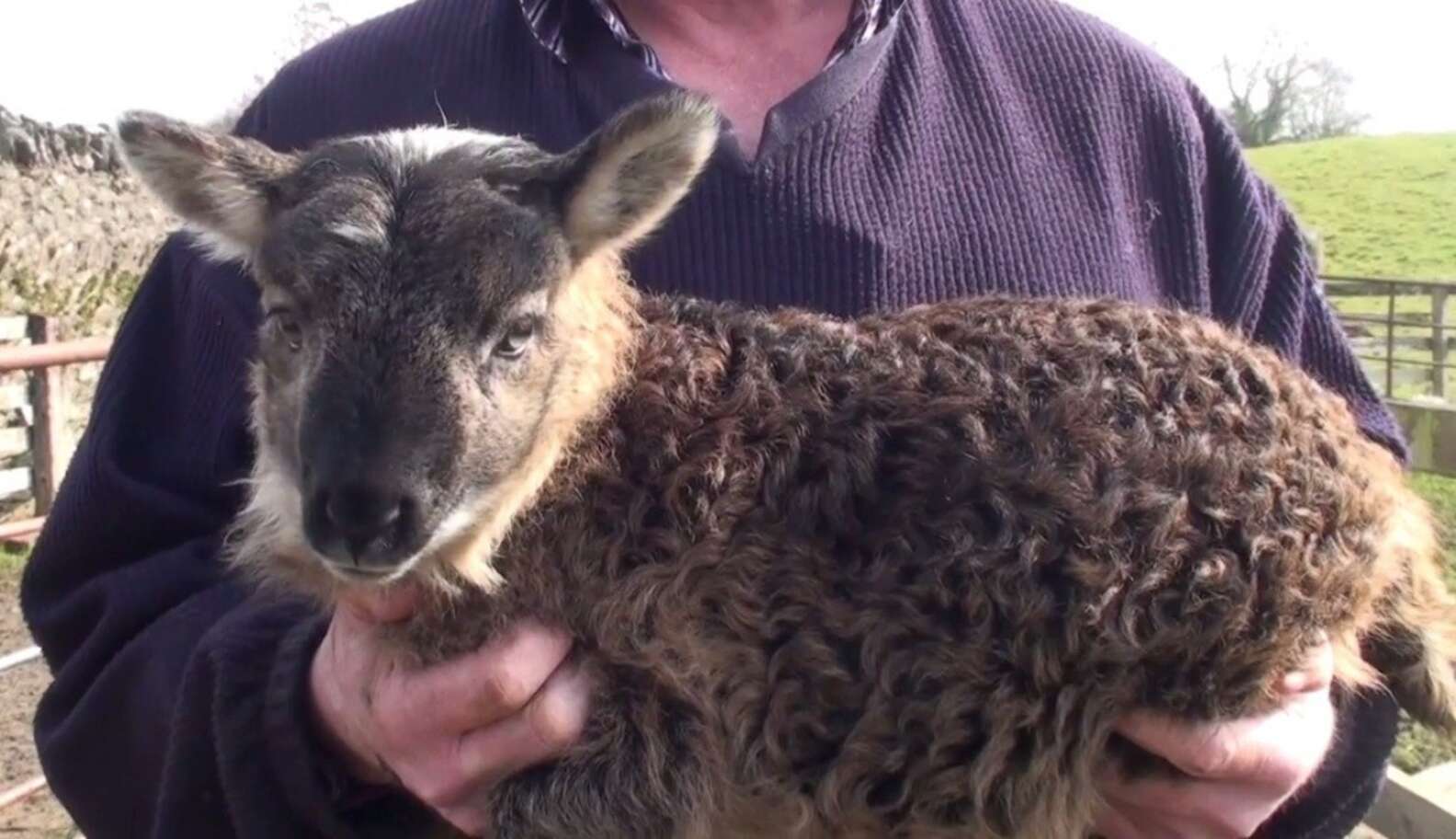 Adorable Sheep Goat Hybrid Born After Rare Barnyard Romance The Dodo