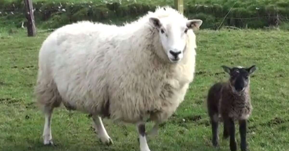 Adorable Sheep Goat Hybrid Born After Rare Barnyard Romance The Dodo 