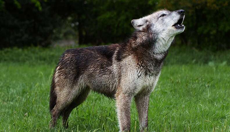 Wolves Get Much-Needed Protection Under Endangered Species Act - The Dodo