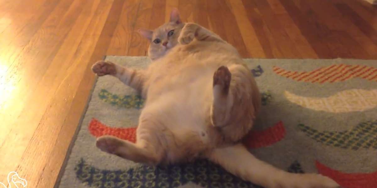 Watch How To Lose Weight A Guide For Fat Cats The Dodo