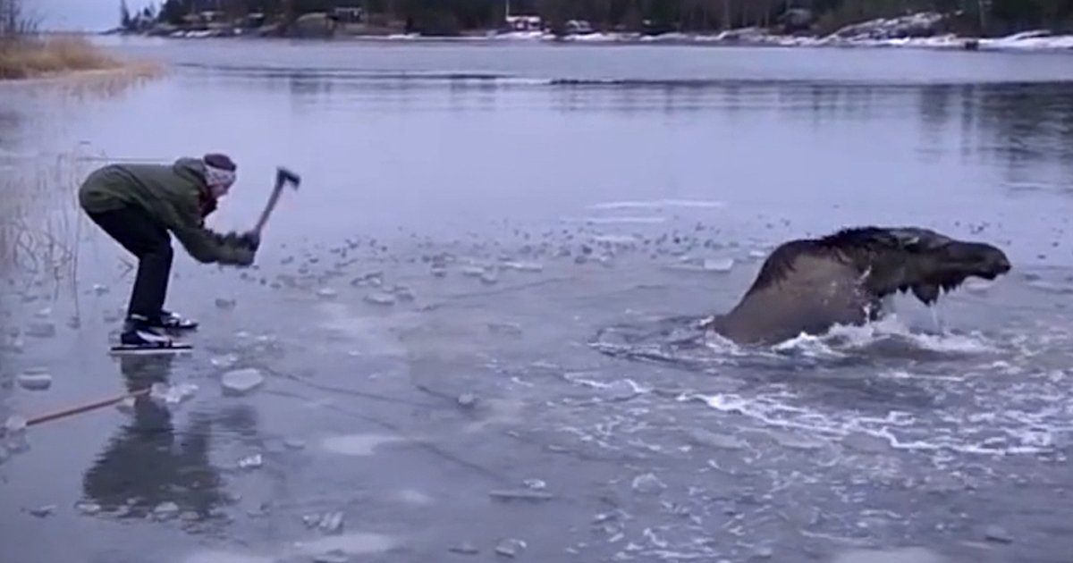 People Chop Through Ice To Rescue A Moose - The Dodo