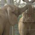 Video: Elephant Meets Her Own Kind For The First Time In 37 Years