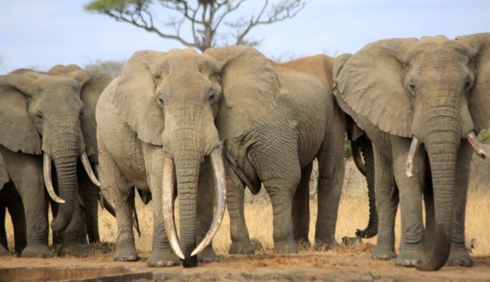 Tusks And All, Elephants Are Worth More Alive Than Dead The Dodo