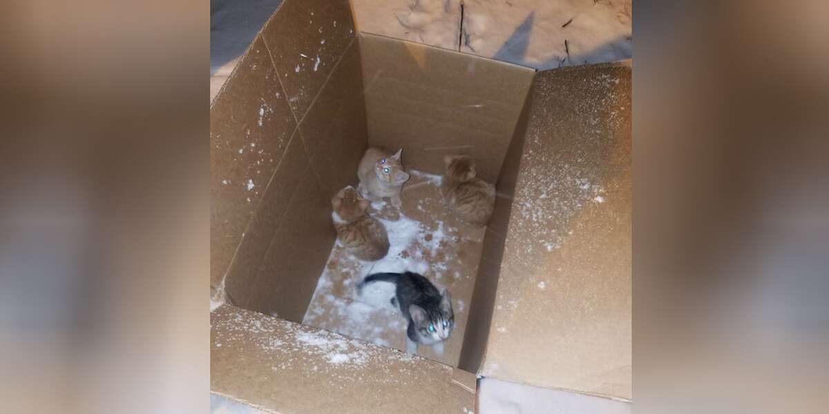 Kittens Found Abandoned In A Box — In The Middle Of A Snowstorm - The Dodo