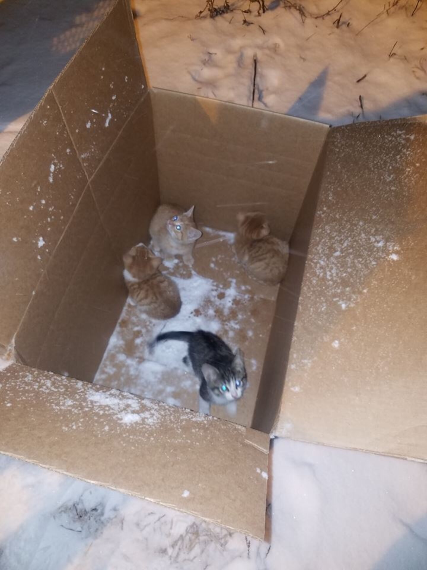 Kittens Found Abandoned In A Box — In The Middle Of A Snowstorm - The Dodo