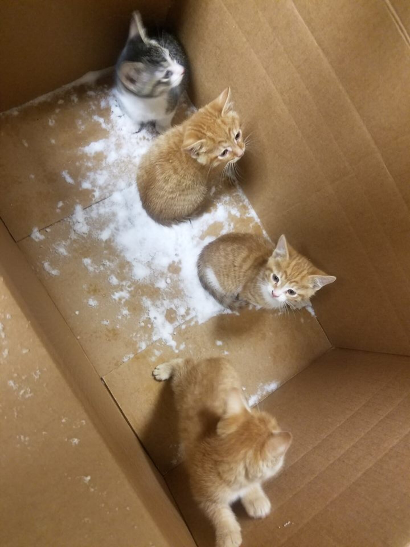 Kittens Found Abandoned In A Box — In The Middle Of A Snowstorm - The Dodo