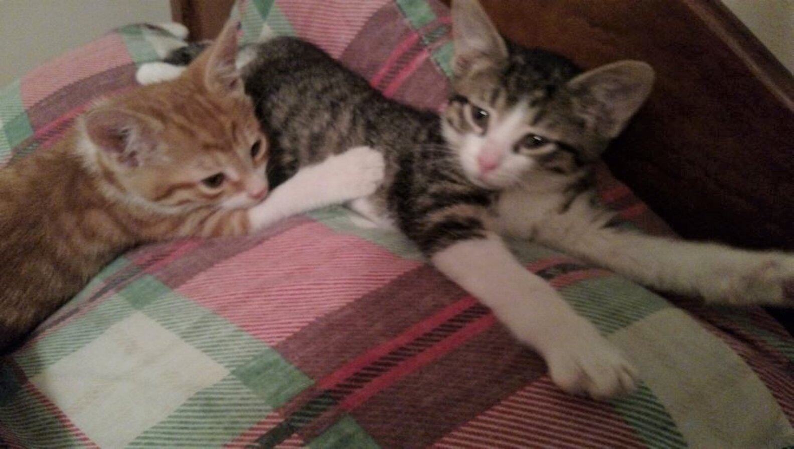 Kittens Found Abandoned In A Box — In The Middle Of A Snowstorm - The Dodo