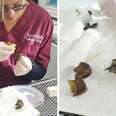 Snail Waits Patiently As Vet Fixes His Broken Shell