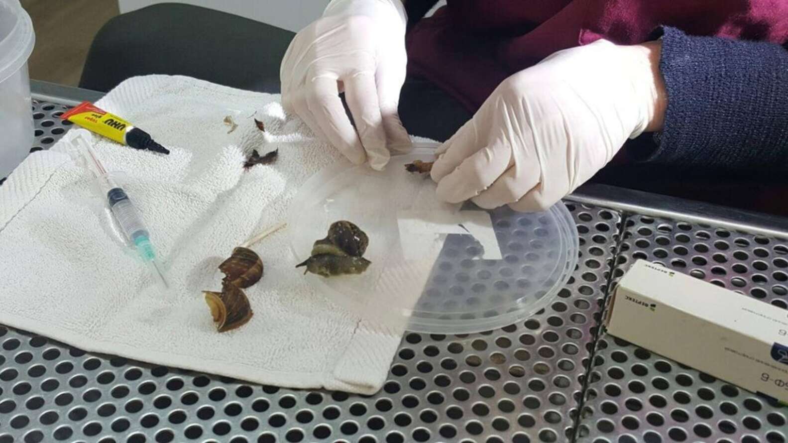 Snail Shell Tapping Snail Waits Patiently As Vet Fixes His Broken Shell - The Dodo