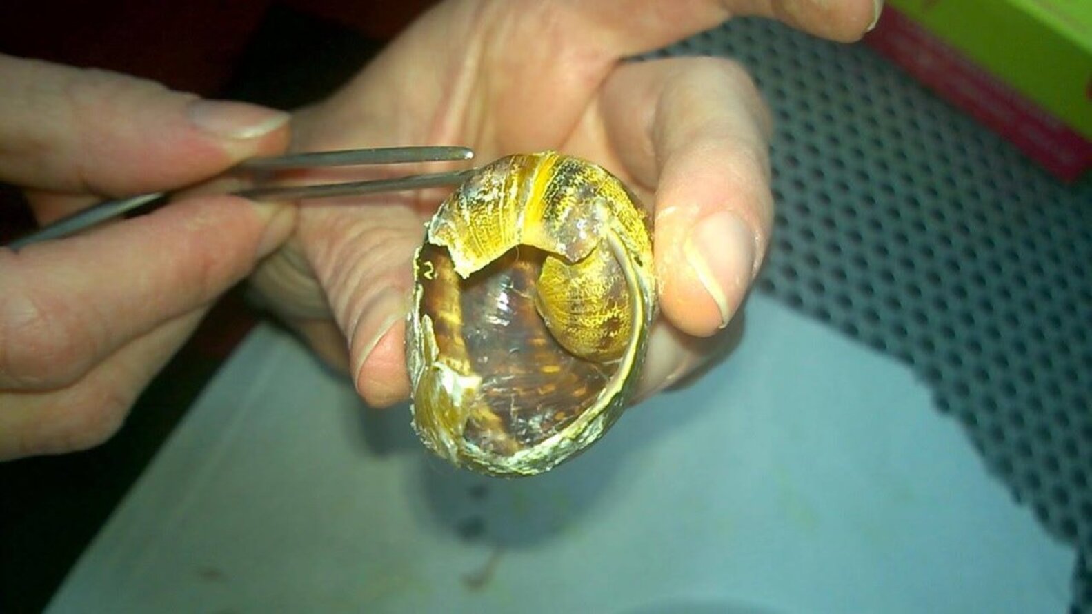 Snail Waits Patiently As Vet Fixes His Broken Shell The Dodo