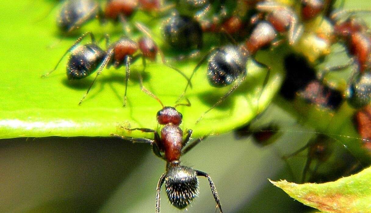 Can Dogs Die From Loneliness