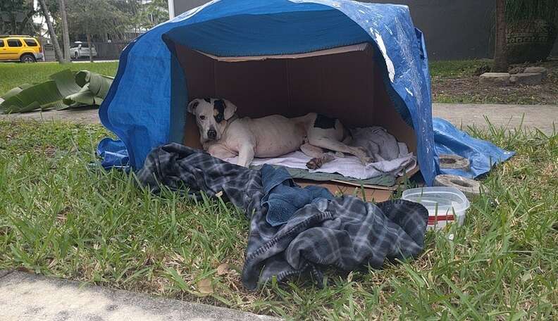 Dog Who Lived In Cardboard Box Feels Love For The First Time - The Dodo