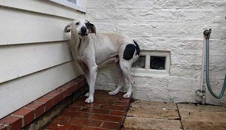 Dog Who Lived In Cardboard Box Feels Love For The First Time - The Dodo