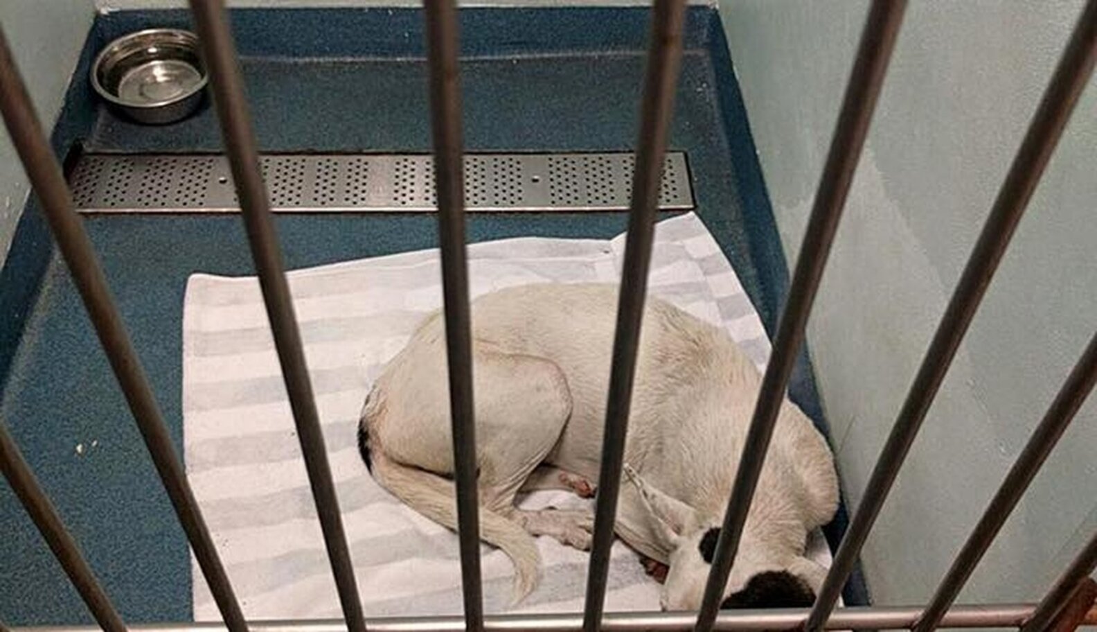 Dog Who Lived In Cardboard Box Feels Love For The First Time - The Dodo