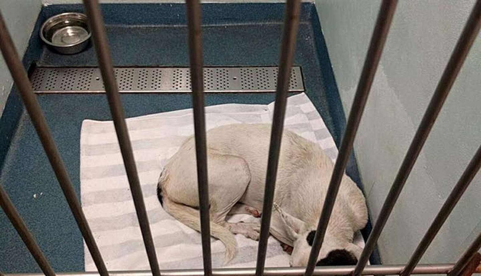 Dog Who Lived In Cardboard Box Feels Love For The First Time - The Dodo