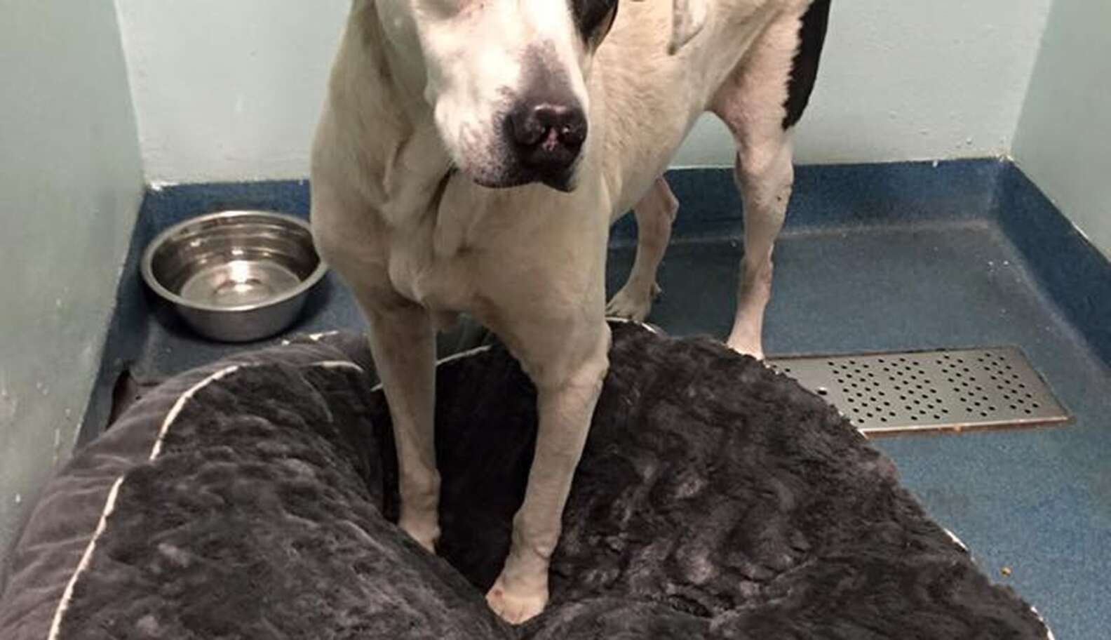 Dog Who Lived In Cardboard Box Feels Love For The First Time - The Dodo