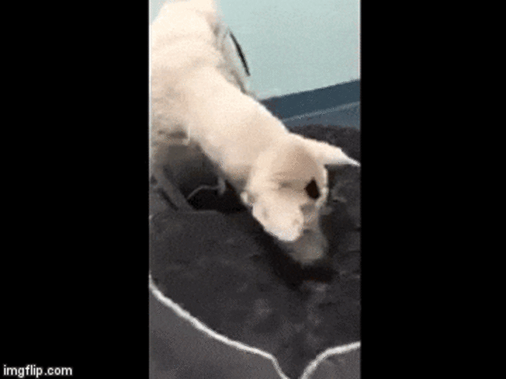 Dog Who Lived In Cardboard Box Feels Love For The First Time - The Dodo